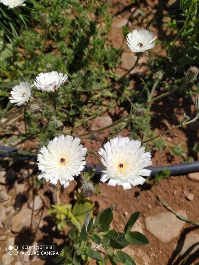 Picris bianca 2