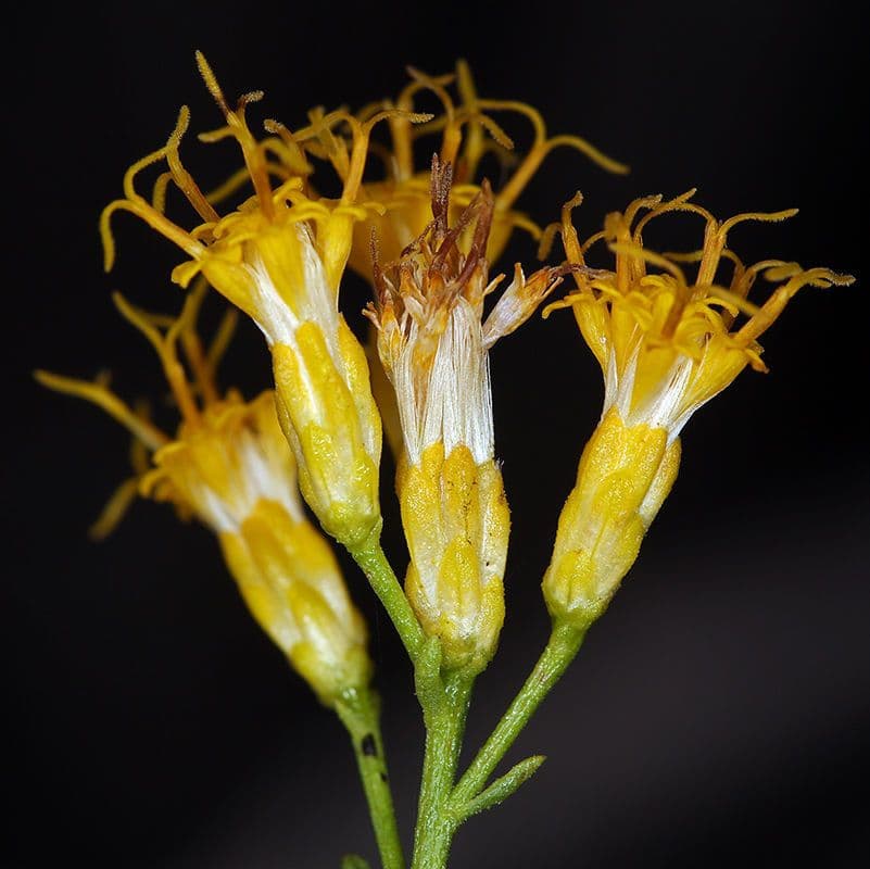 Ericameria paniculata 4