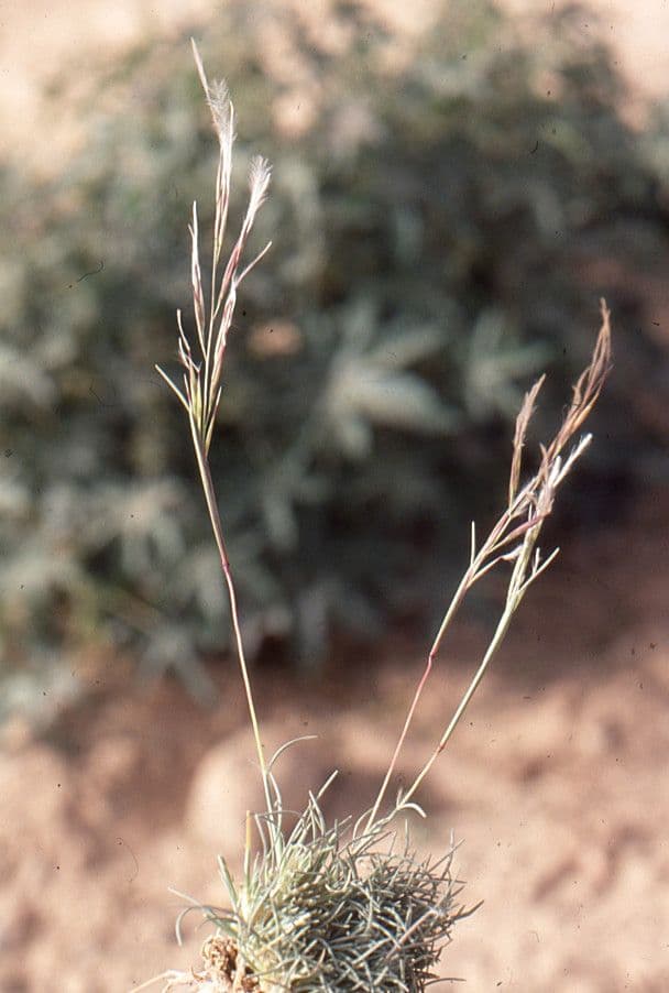 Stipagrostis ottusa 3
