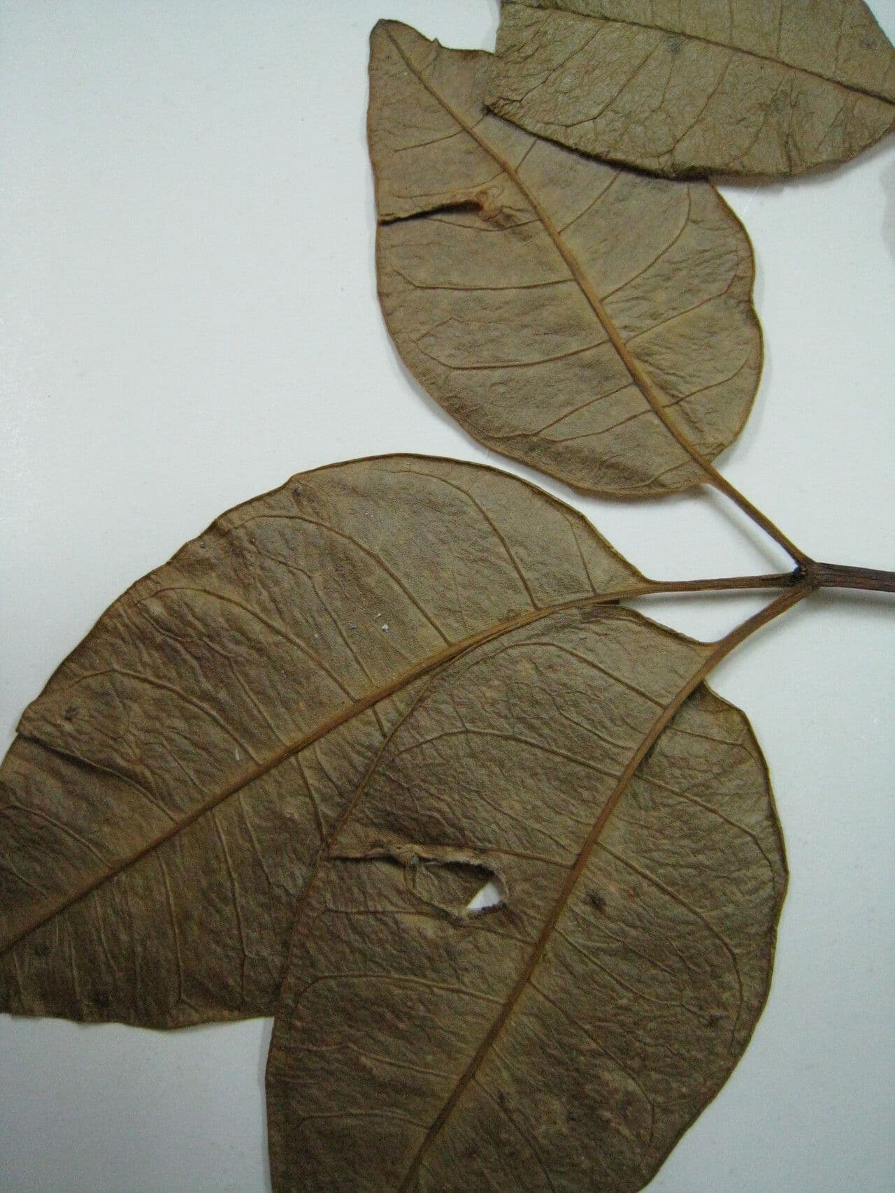 Rauvolfia