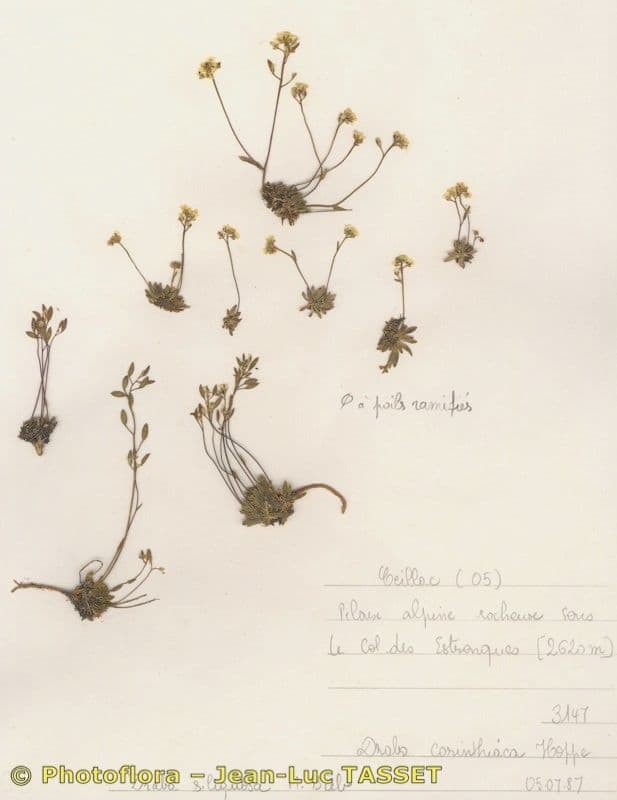 Draba 11