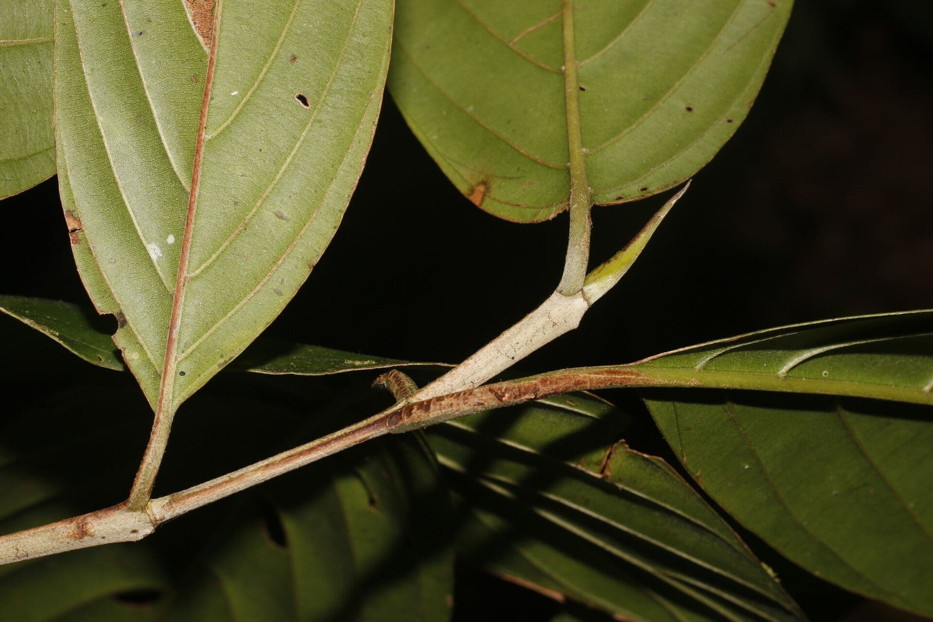 Amaioua 8