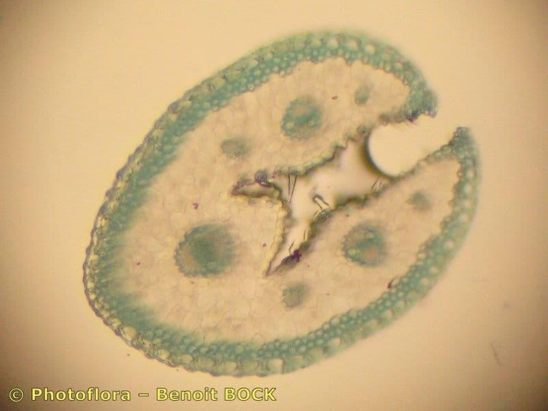 Festuca filiforme 16