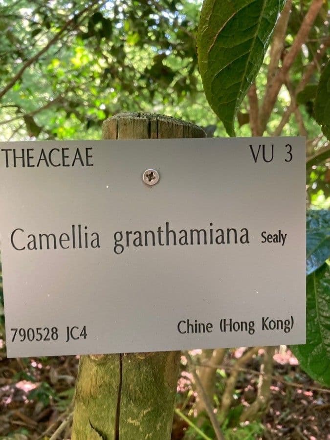 Camelia 2