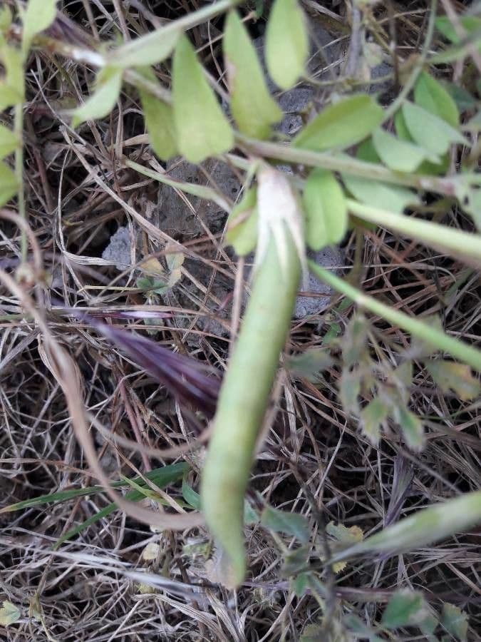 Vicia hybrida 2