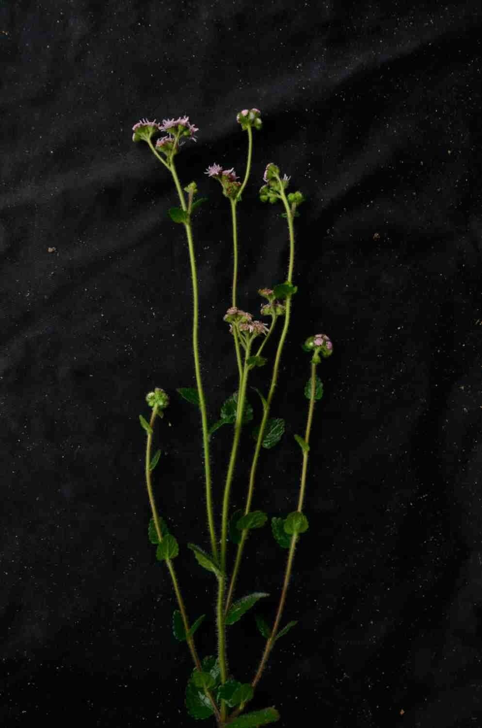 Conocliniopsis 4