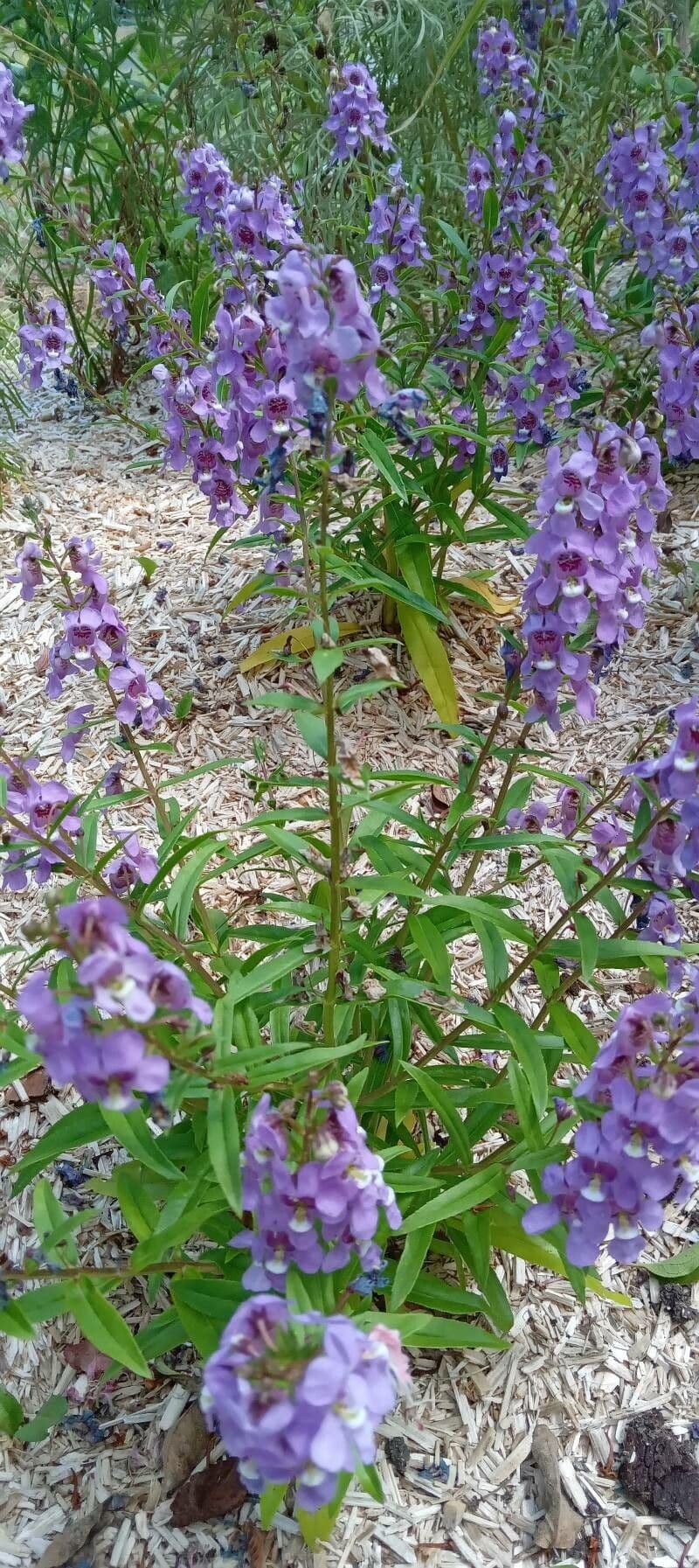 Schmalblättrige Engelwurz 9