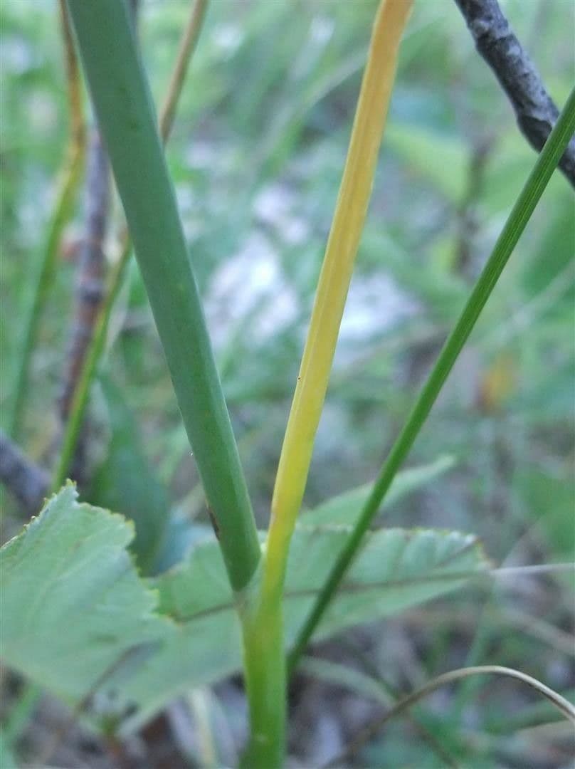 Aglio testatonda 24