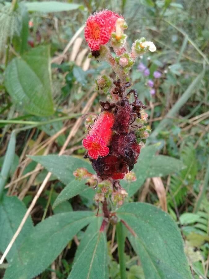 Kohleria spicata 7