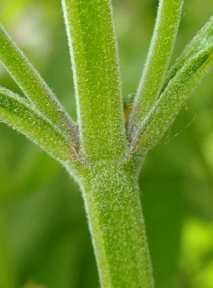 Šalvia lekárska 22