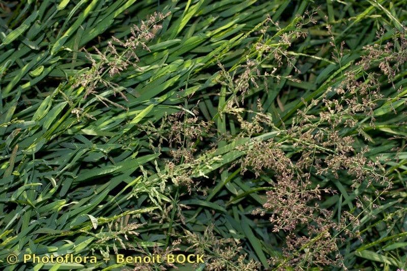 Quellgras 11