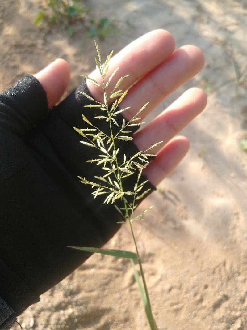 Eragrostis di Barrelier 4