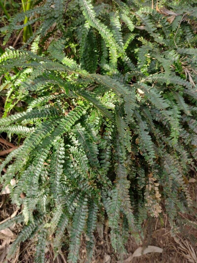 Capelvenere ispido 8