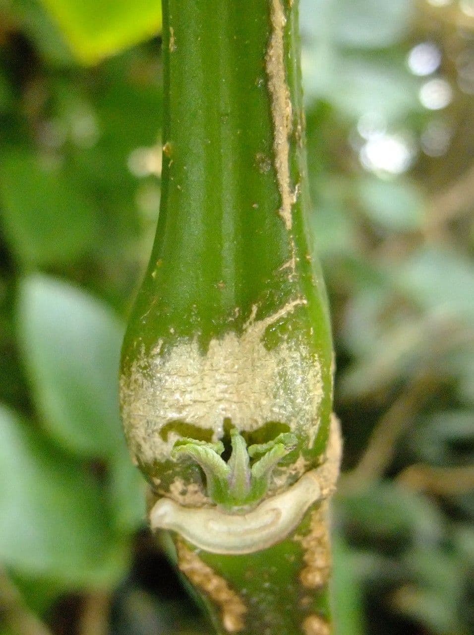 Brillantaisia 19