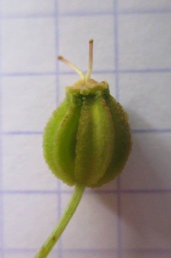 Pleurospermum austriaco 4