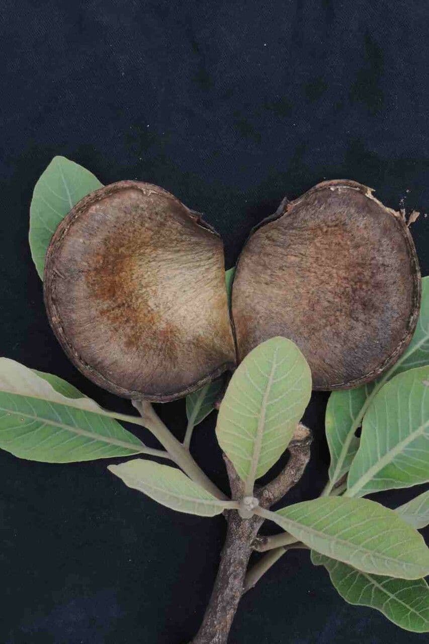 Aspidosperma 7