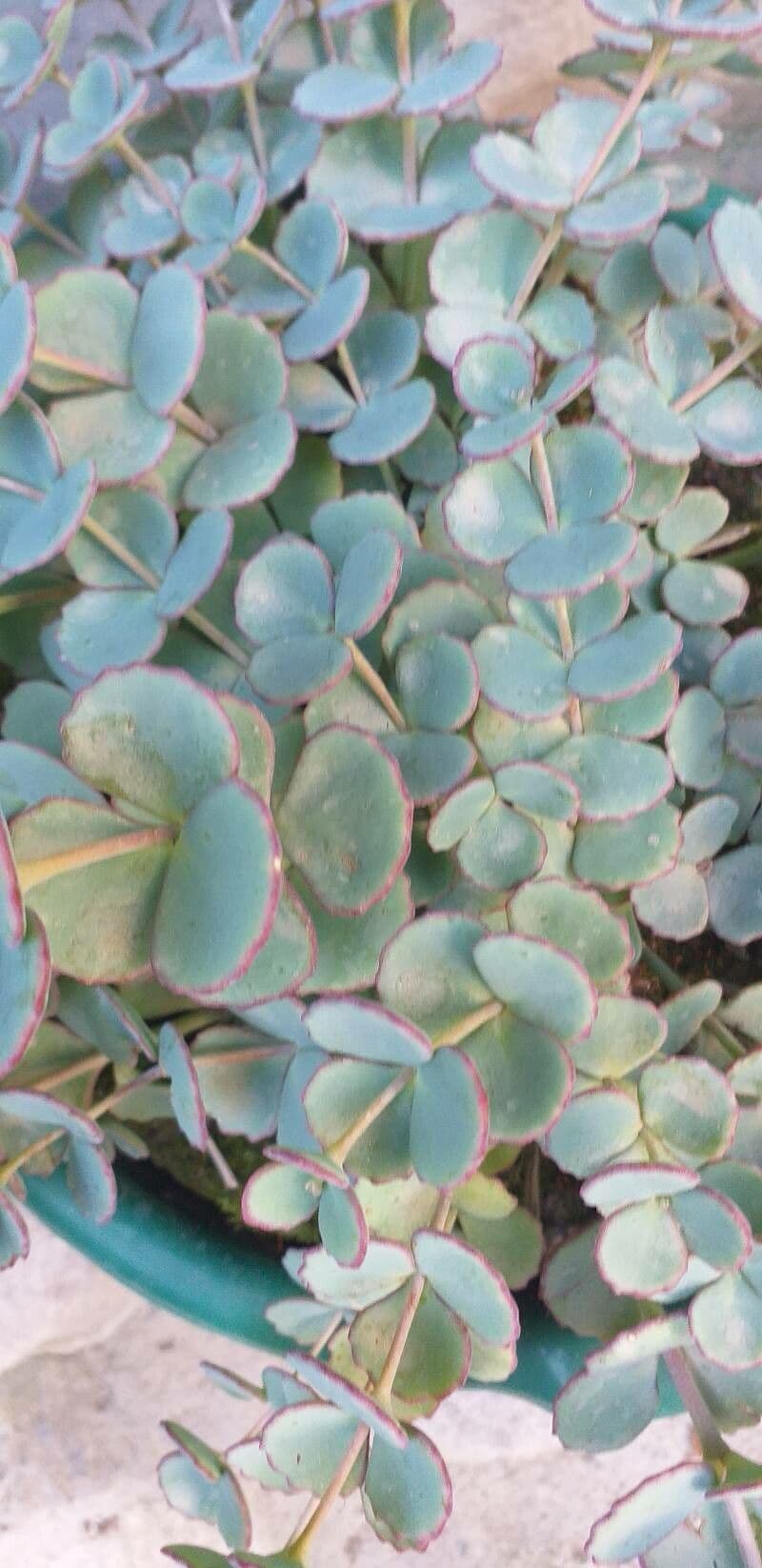 Sedum di Siebold 14