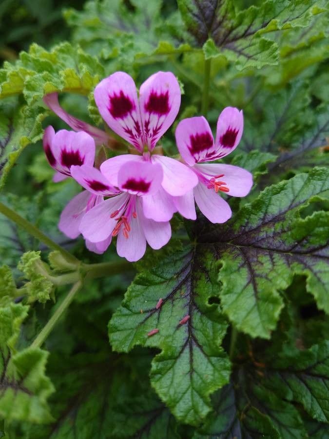 Eichenblättrige Pelargonie 4