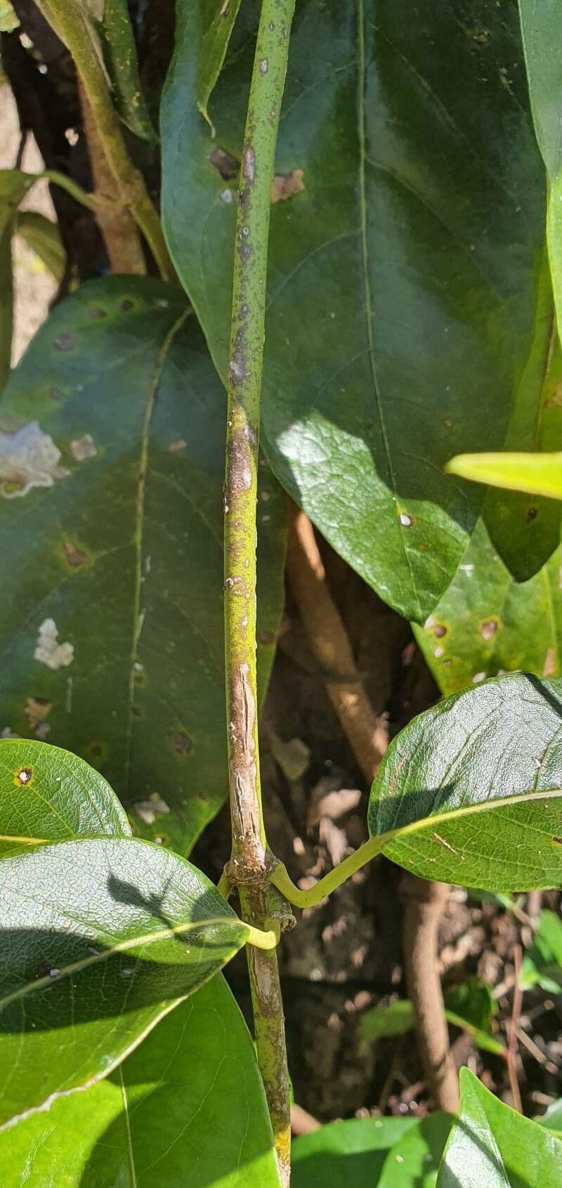 Parsonsia straminea 9