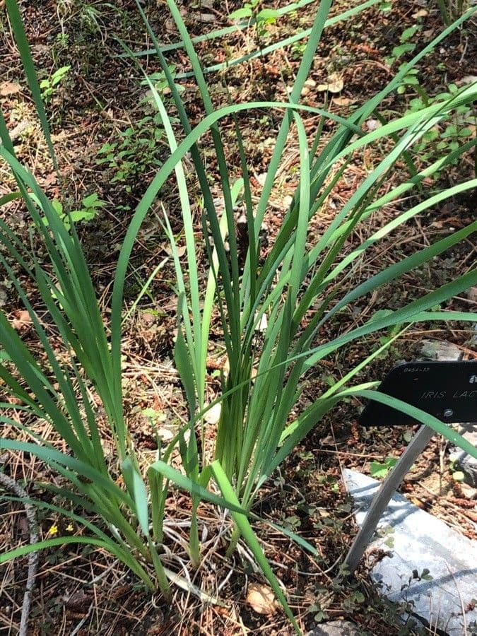 Milchweiße Iris 8