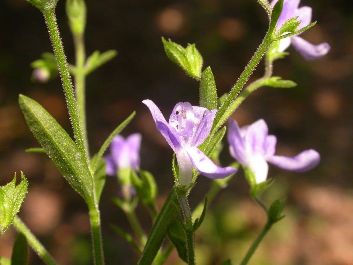 Narrowleaf bluecurls