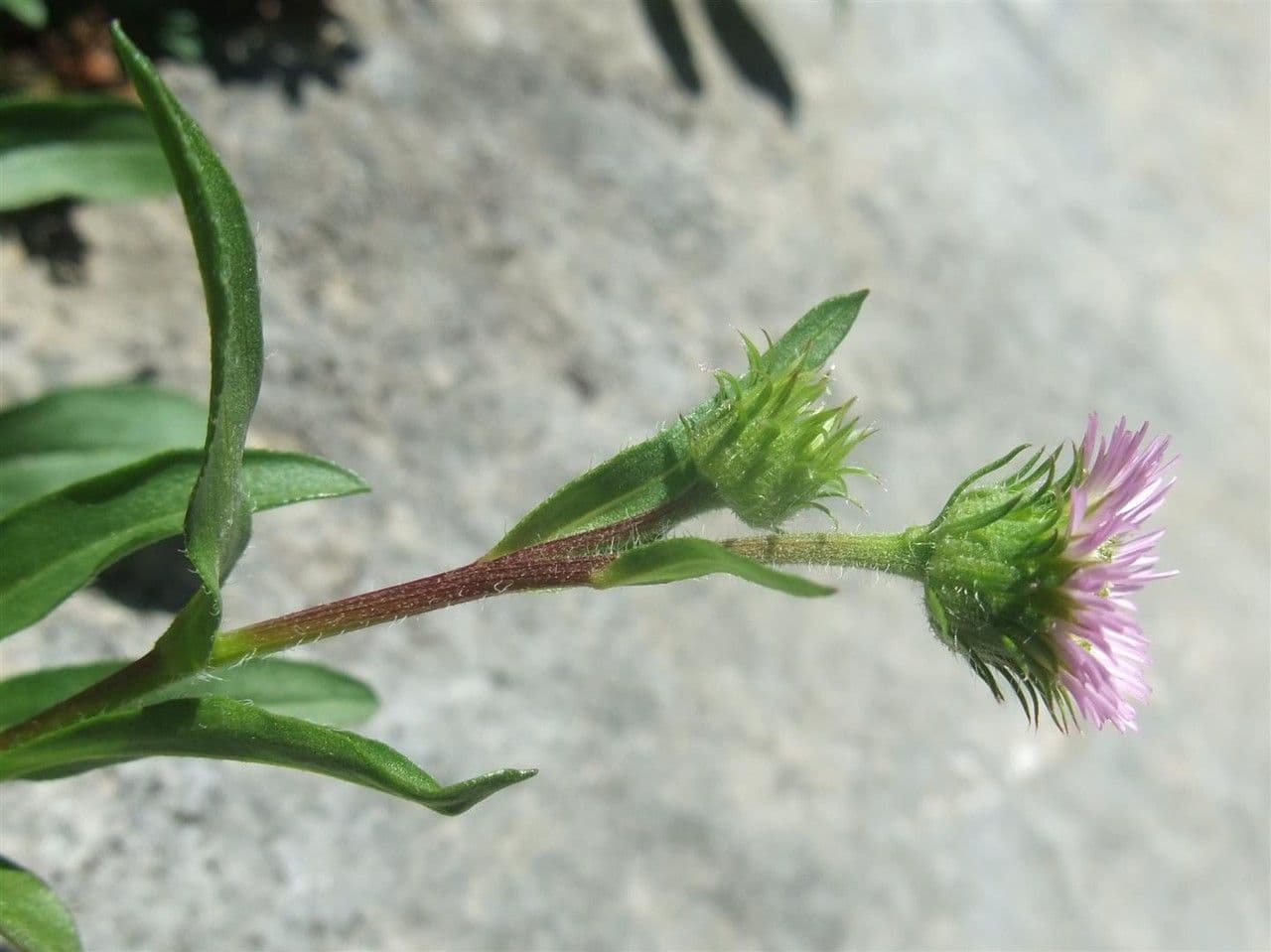 Erigeron alpino 14