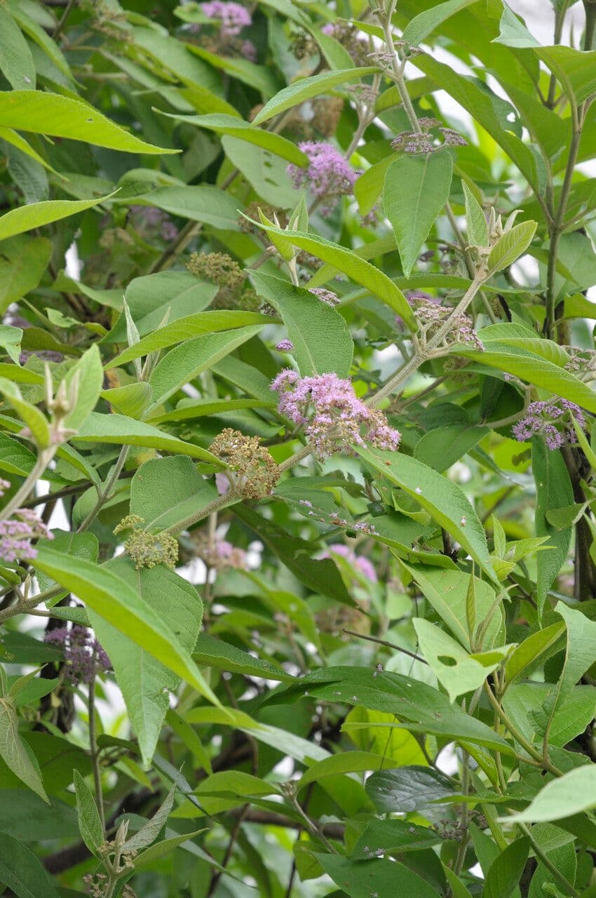 Krasoostka 5