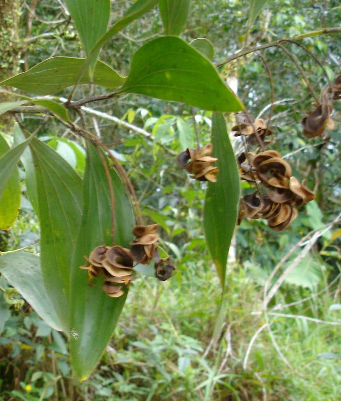Akacja mangium 5