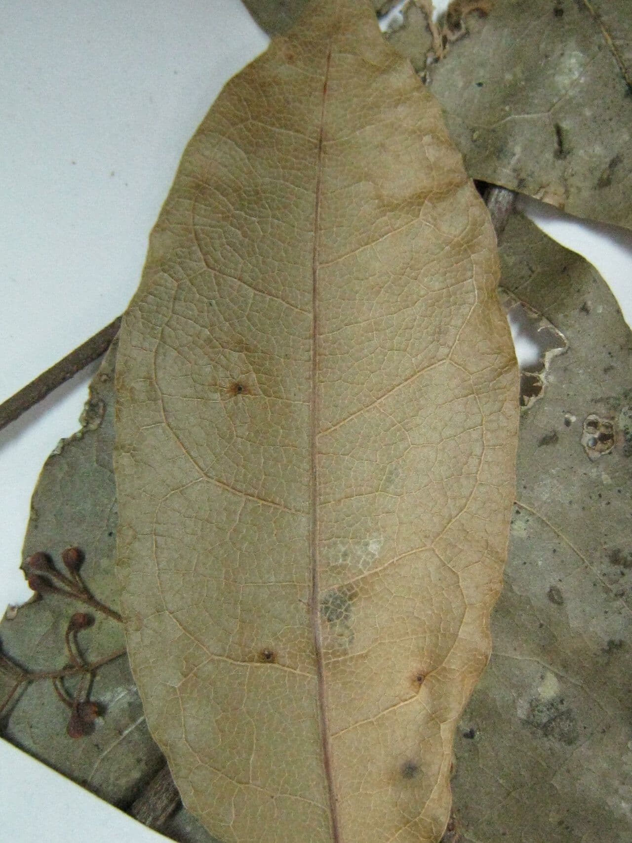 Licaria 10