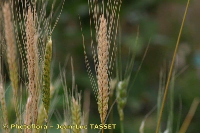 Grano monococco 7