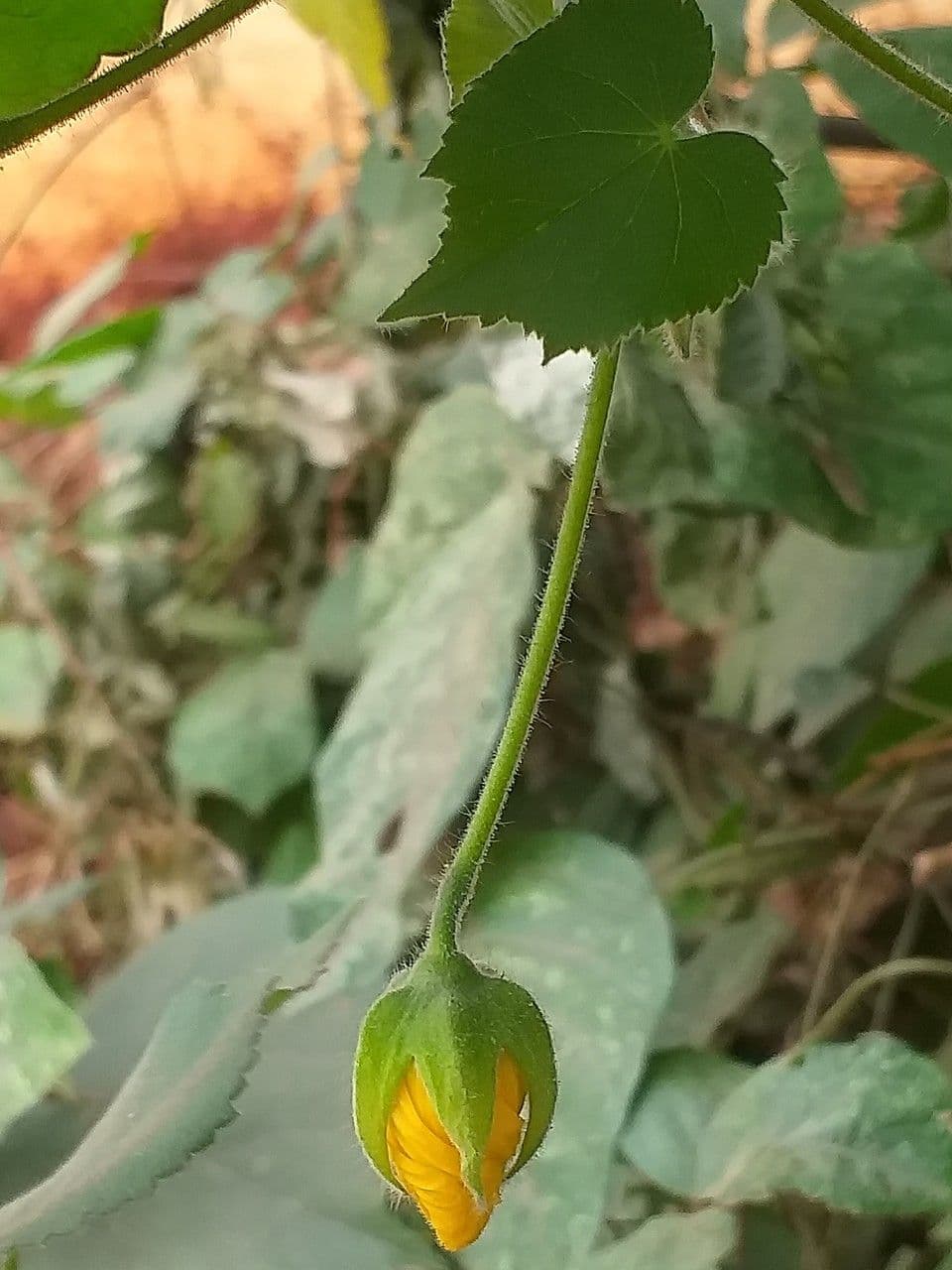 Abutilon 6