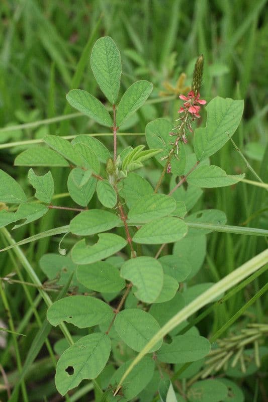 Indigofera 12