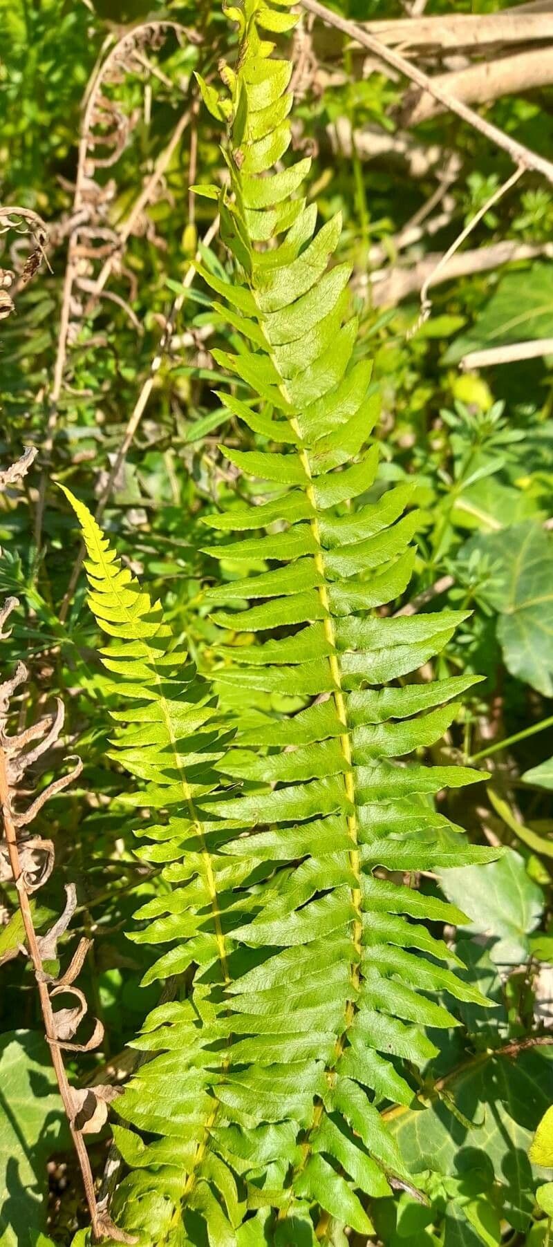 Nephrolepis cordifolia 9