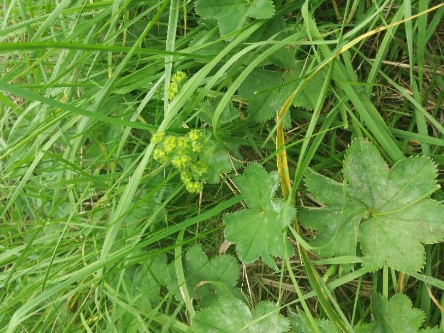 Alchemilla pelosa 15