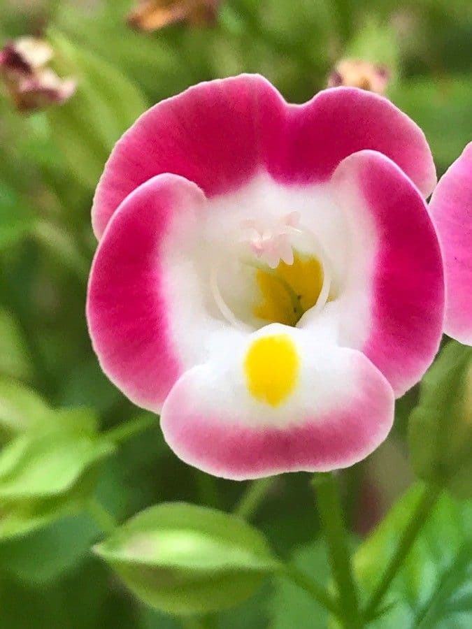 Torenia 5