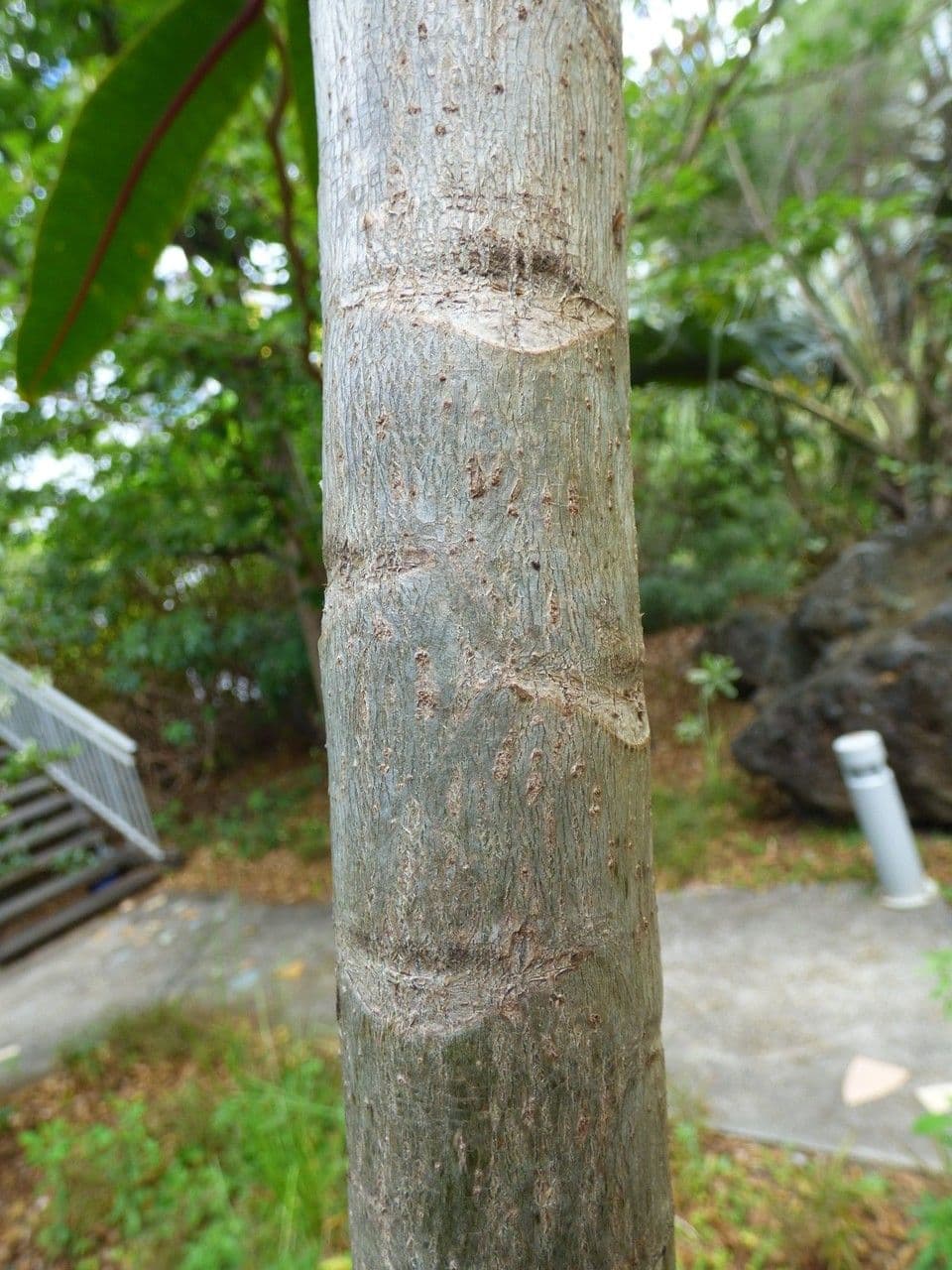 Polyscias 24