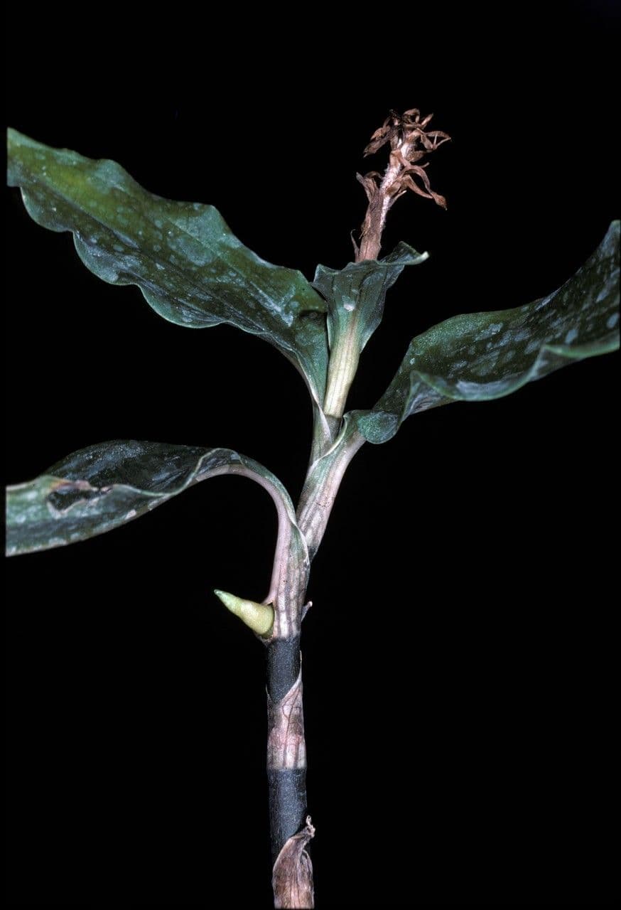 Aspidogyne
