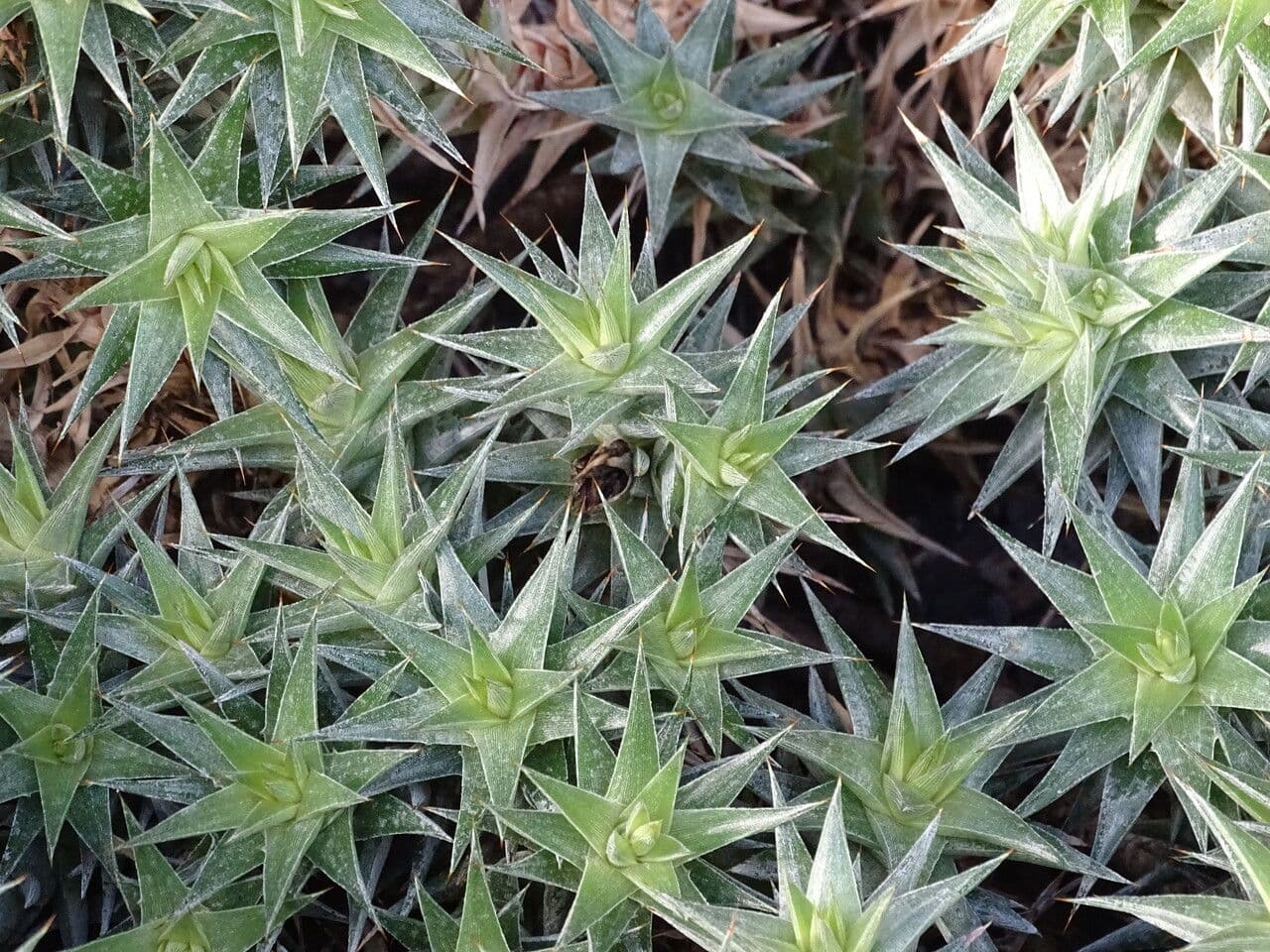 Deuterocohnia 8