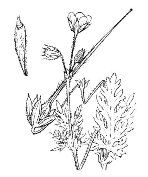 Erodio 26