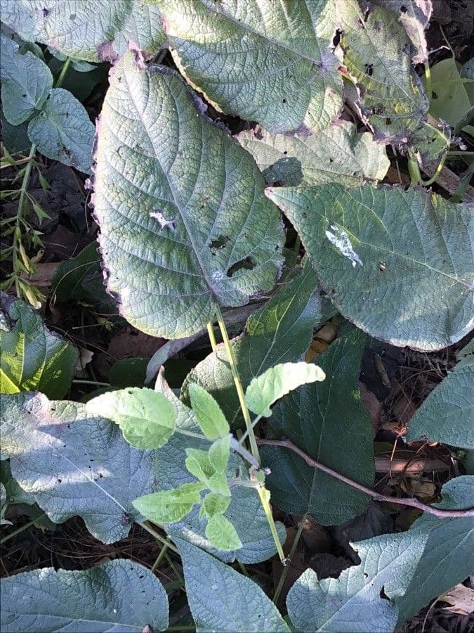 Salvia 7