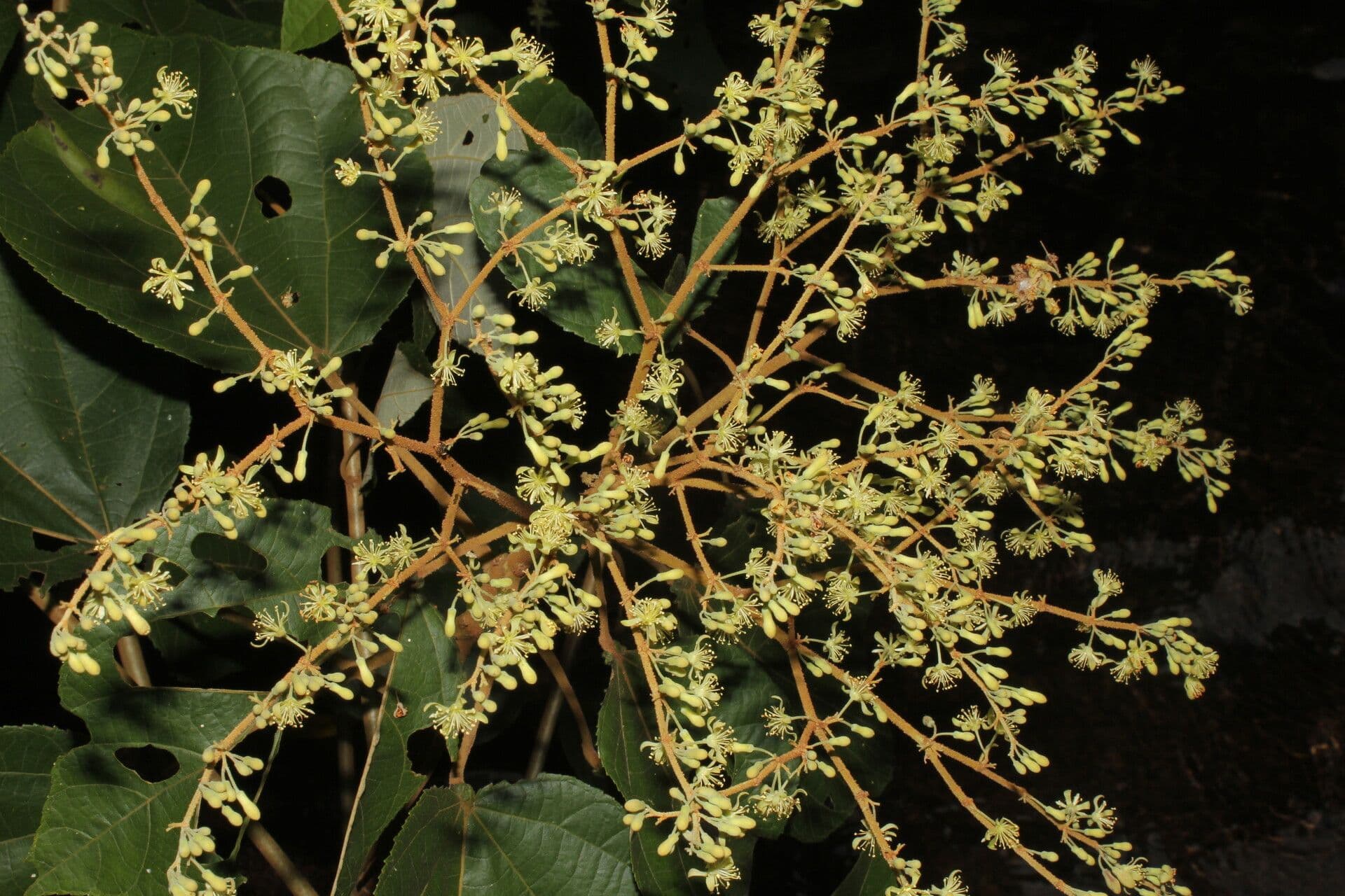 Heliocarpus 13