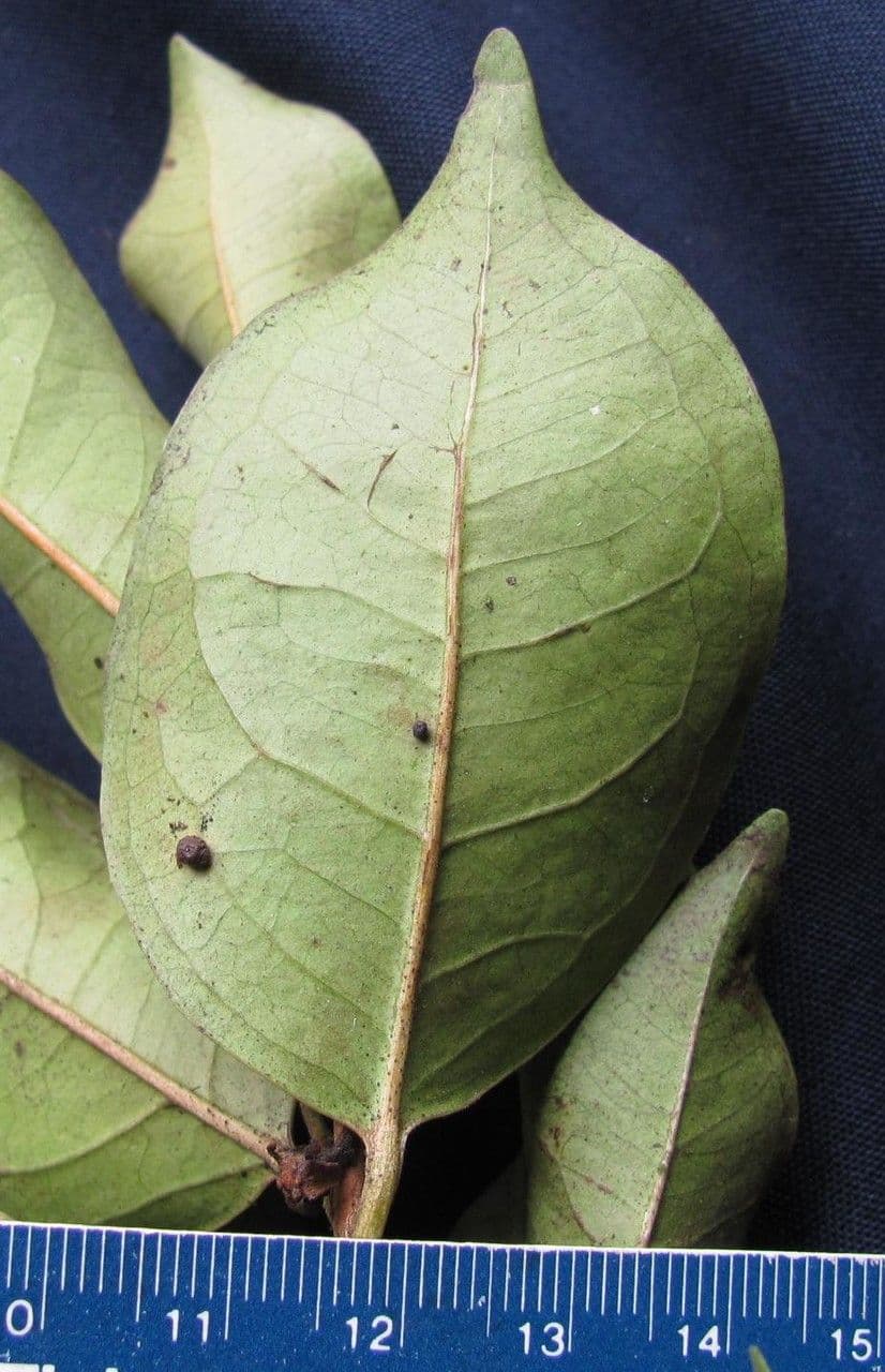 Eugenia 12