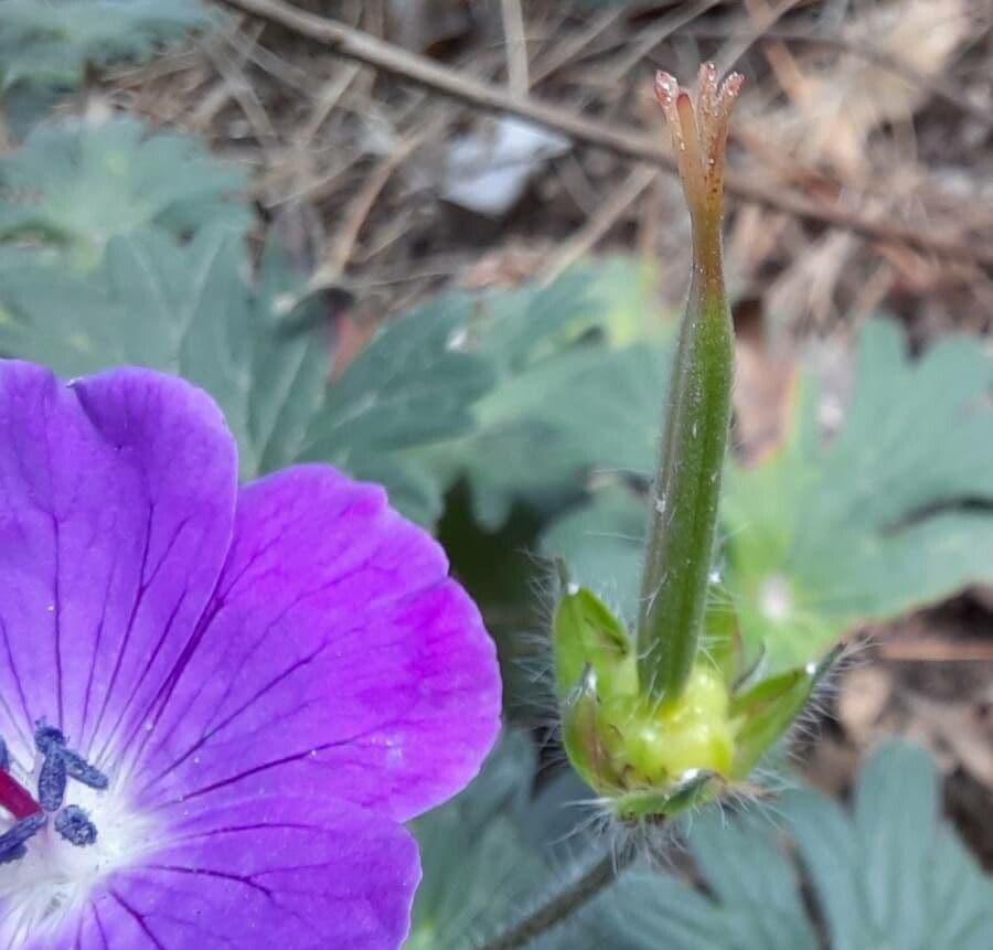 Géranium sanguin 5