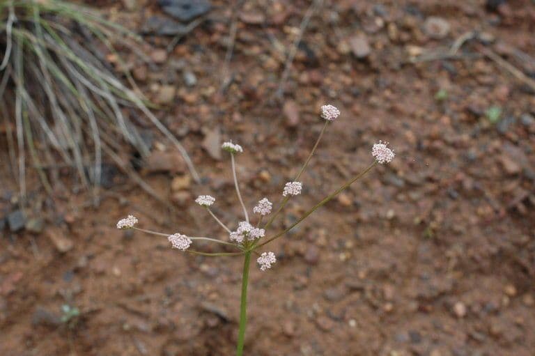 Lomatium di Engelmann 9