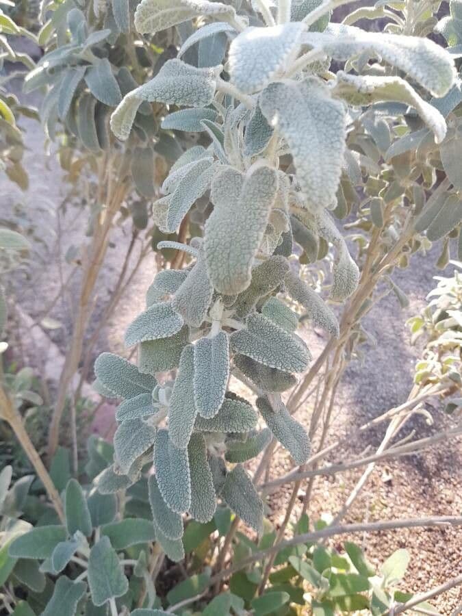 Phlomis 9