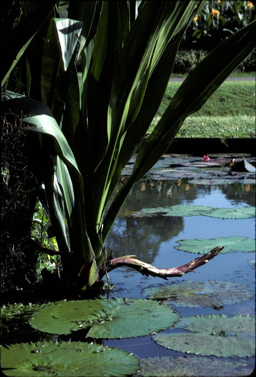 Hanguana 2