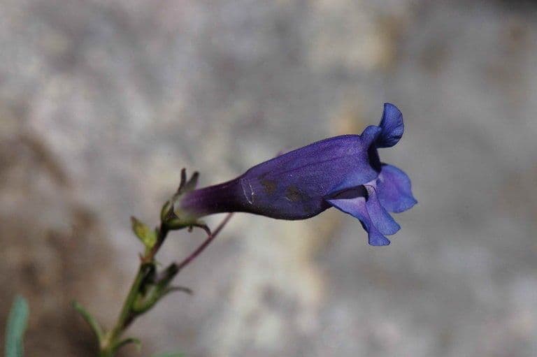 Smoothleaf beardtongue 5