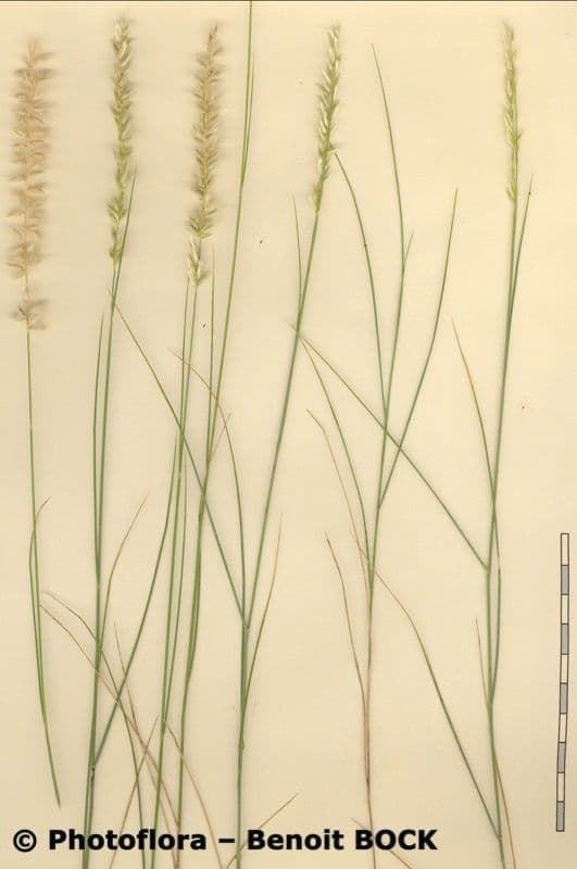 Espiguilla 30