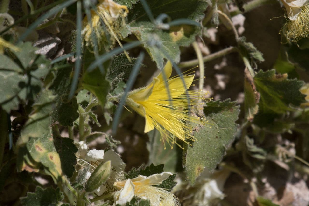 Eucnide bartoniodes 5