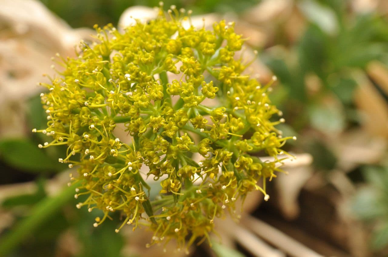 Lomatium 3